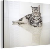 American shorthair cat Aluminium 120x80 cm - Tirage photo sur aluminium (décoration murale en métal)