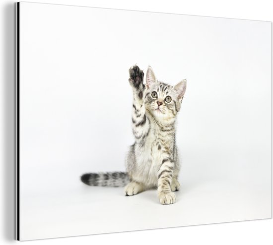 Wanddecoratie Metaal - Aluminium Schilderij - Kitten - Poot - Wit