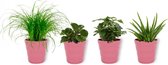 Set van 4 Kamerplanten - Aloe Vera & Cyperus Zumula & Coffea Arabica & Peperomia Green Gold - ± 25cm hoog - 12cm diameter - in roze pot
