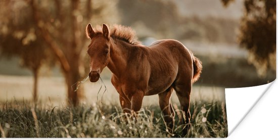 Affiche Cheval - Lumière - Prairie - 120x60 cm