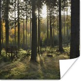 Poster Forêt - Été - Soleil - 75x75 cm