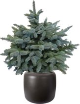 Hellogreen Kamerplant - Echte Kleine Kerstboom - Picea pungens Super Blue - 95 cm - ELHO Walnootbruin