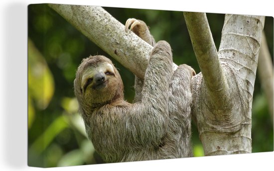 Tableau sur toile Un paresseux accroché à une branche - 160x80 cm - Décoration murale Art