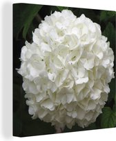 Canvas Schilderij Witte hortensia - 50x50 cm - Wanddecoratie