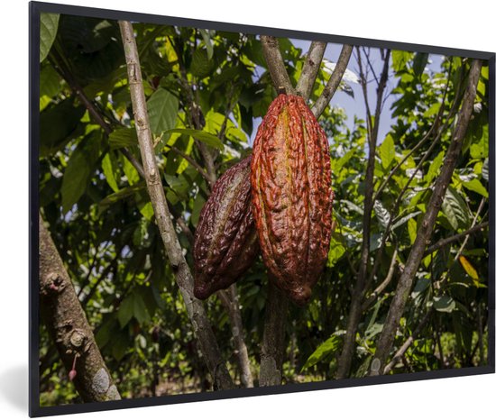 Fotolijst incl. Poster - Tropische kleuren van de peulenschil om de cacaobonen heen - 60x40 cm - Posterlijst