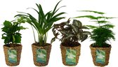 OUR FRIENDS | 4 plant pack - Asparagus Plumosus, Pilea SilverTree, Areca Lutescens, Coffea Arabica - 30 cm hoog - Kleine kamerplant + Seagrass Basket