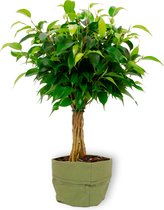 Kamerplant Ficus Babilatos - ↕ ± 25cm - Ø 12cm - in groene sierpot