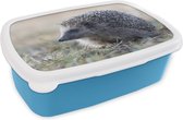 Broodtrommel Blauw - Lunchbox - Brooddoos - Egel - Dier - Gras - 18x12x6 cm - Kinderen - Jongen