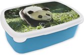 Broodtrommel Blauw - Lunchbox - Brooddoos - Panda - Gras - Dier - 18x12x6 cm - Kinderen - Jongen