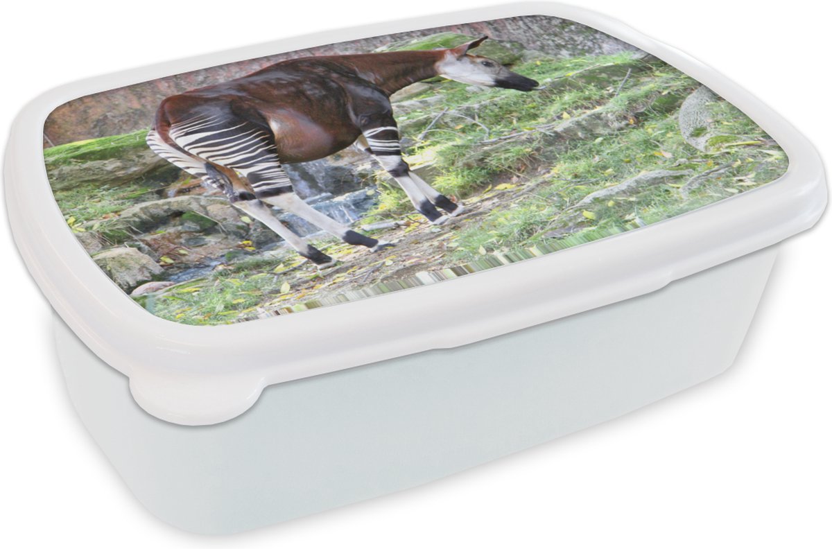 Broodtrommel Wit - Lunchbox - Brooddoos - Okapi in de natuur - 18x12x6 cm - Volwassenen