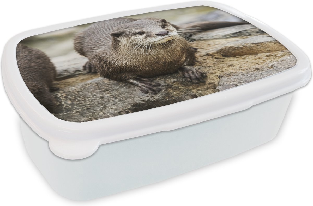 Broodtrommel Wit - Lunchbox - Brooddoos - Otter - Steen - Water - 18x12x6 cm - Volwassenen