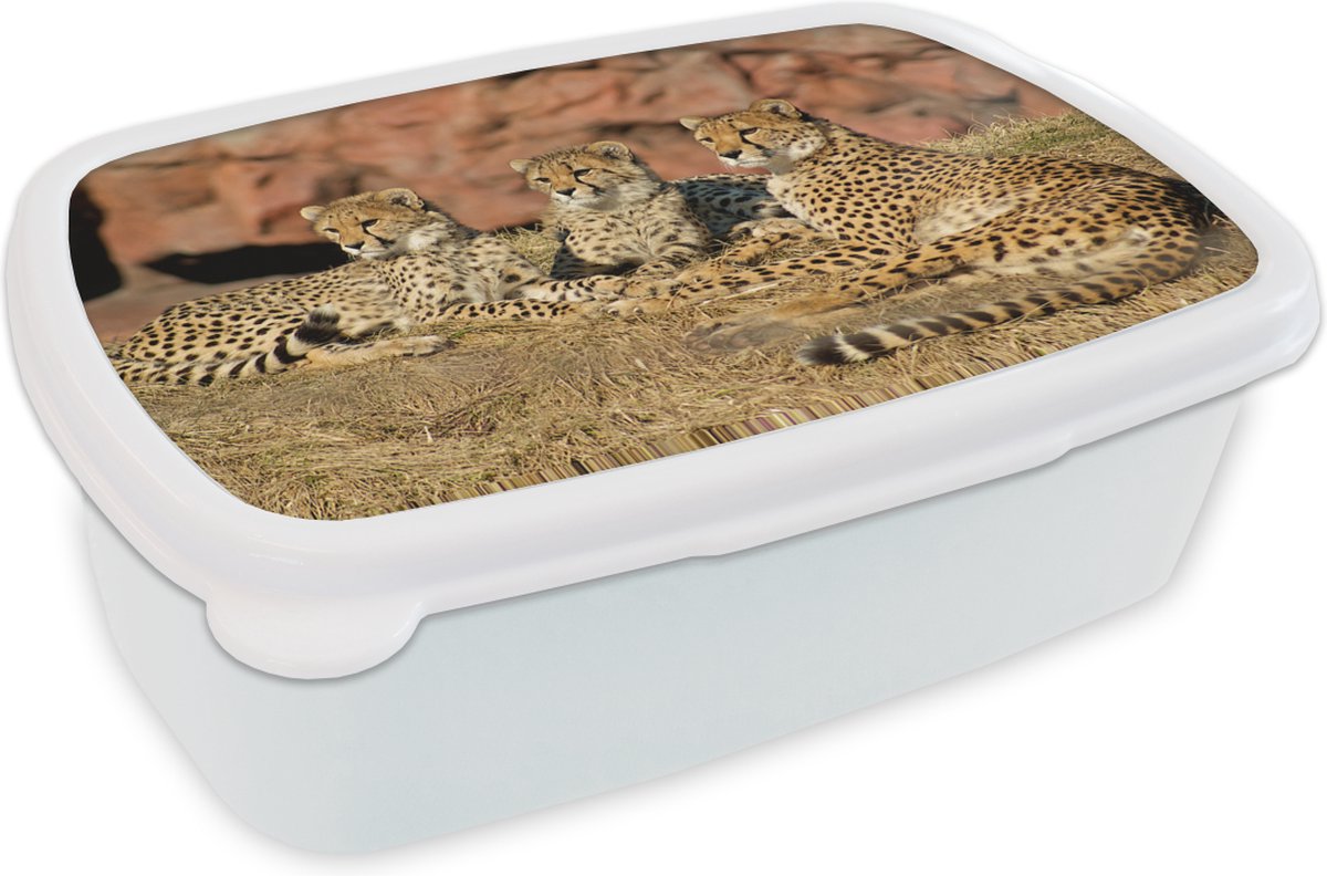Broodtrommel Wit - Lunchbox - Brooddoos - Cheetah moeder en welpen - 18x12x6 cm - Volwassenen