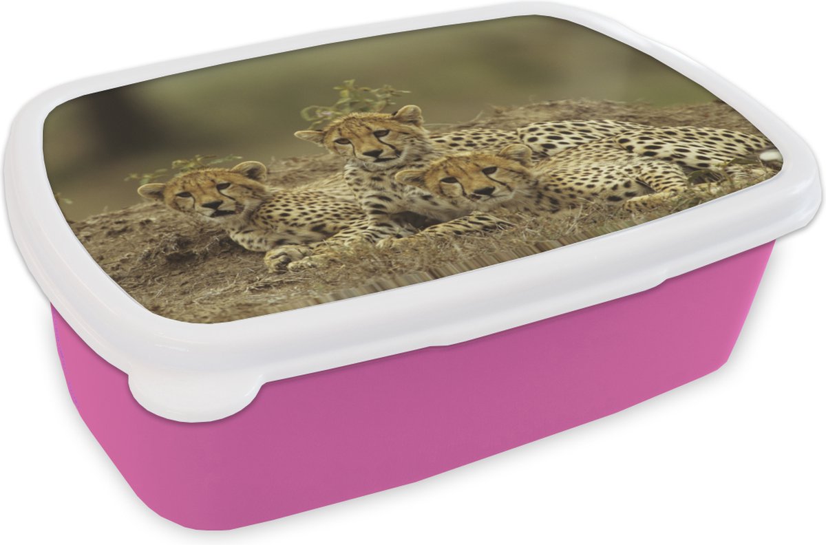 Broodtrommel Roze - Lunchbox - Brooddoos - Jonge cheetah welpen - 18x12x6 cm - Kinderen - Meisje