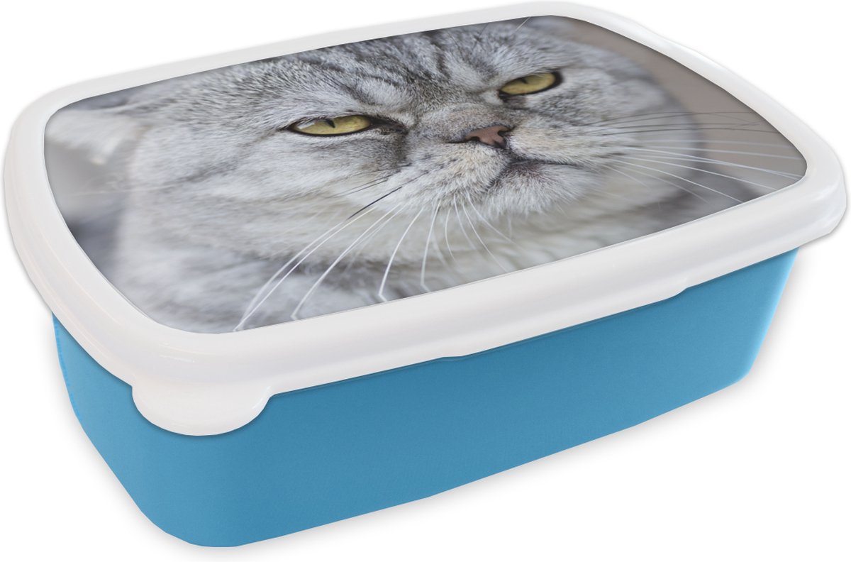 Broodtrommel Blauw - Lunchbox - Brooddoos - Dier - Kat - Grijs - 18x12x6 cm - Kinderen - Jongen