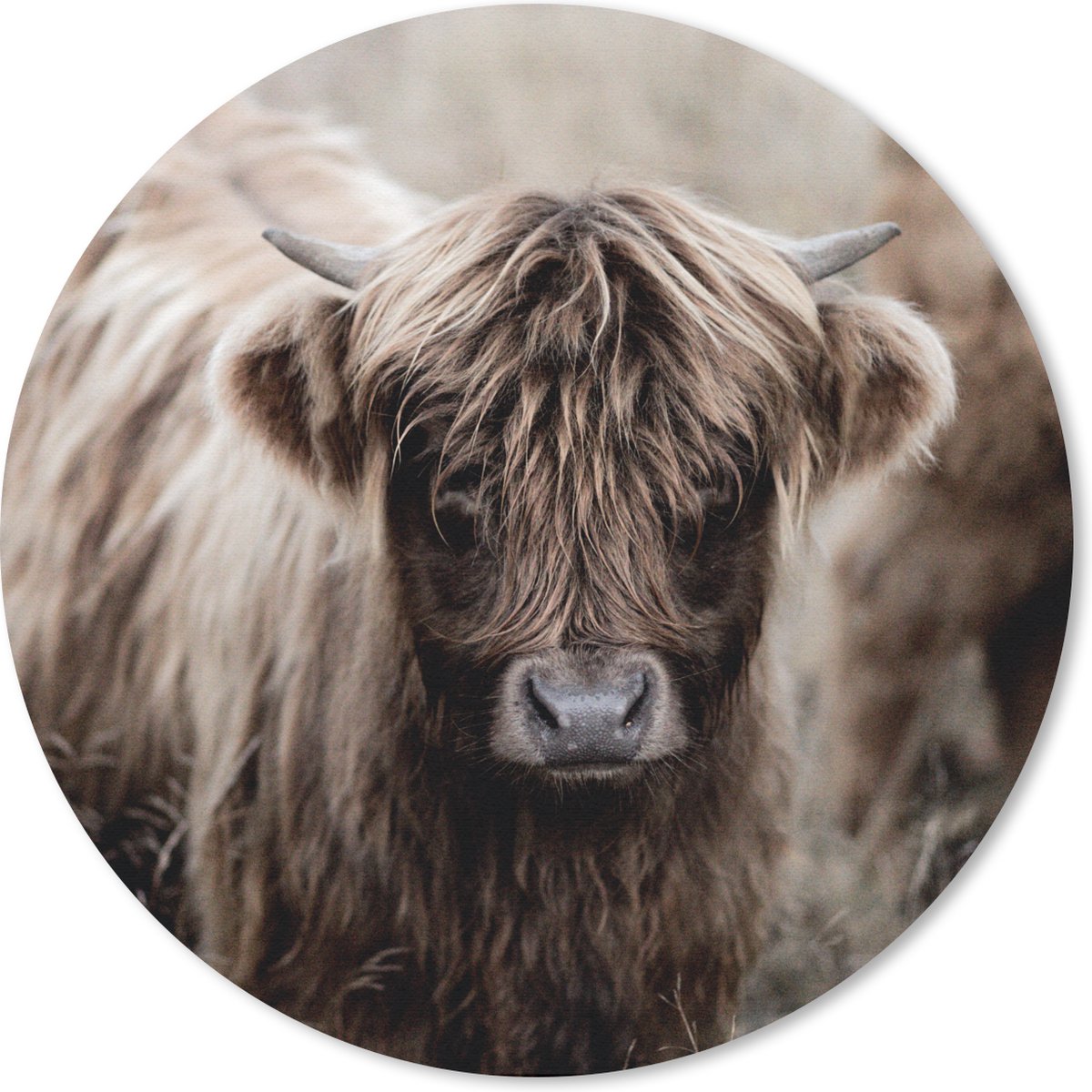 Muismat rond 50x50 cm - Mousepad Schotse hooglander - Koeien - Bruin - Ronde muismatten