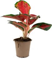 Aglaonema Red Star  Ø12cm  Chinese wintergroen