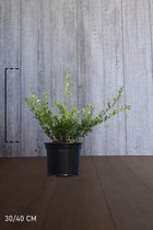 10 stuks | Japanse hulst 'Green Hedge' Pot 30-40 cm Extra kwaliteit - Bloeiende plant - Compacte groei - Geschikt als hoge en lage haag - Kleinbladig - Wintergroen