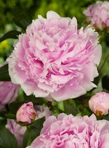 20x Pioenroos 'Paeonia sarah bernhardt'  bloembollen met bloeigarantie