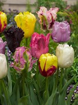150x Tulpen 'Parkiet gemengd'  bloembollen met bloeigarantie