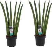 Hellogreen Kamerplant - Duo Vrouwentong - Sansevieria Cylindrica - 70 cm