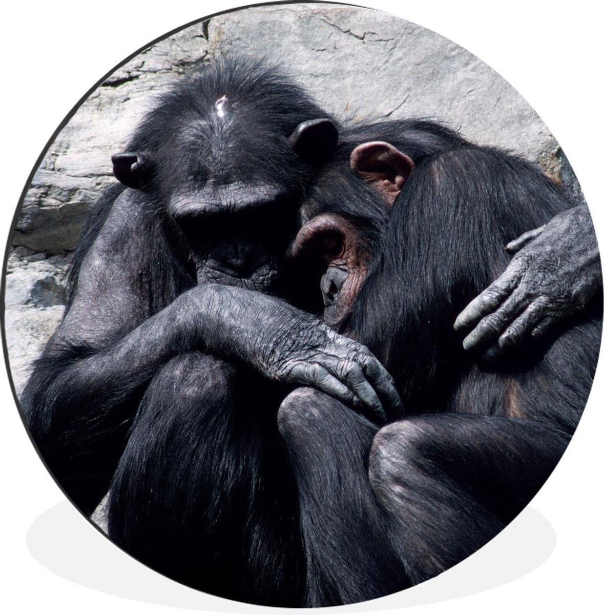 WallCircle - Wandcirkel - Muurcirkel - Chimpansee - Knuffel - Dieren - Aluminium - Dibond - 120x120 cm - Binnen en Buiten XXL