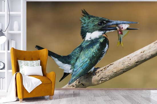 Papier peint Papier peint photo en vinyle - Martin-pêcheur en gros plan avec une proie largeur 360 cm x hauteur 240 cm - Tirage photo sur papier peint (disponible en 7 tailles)