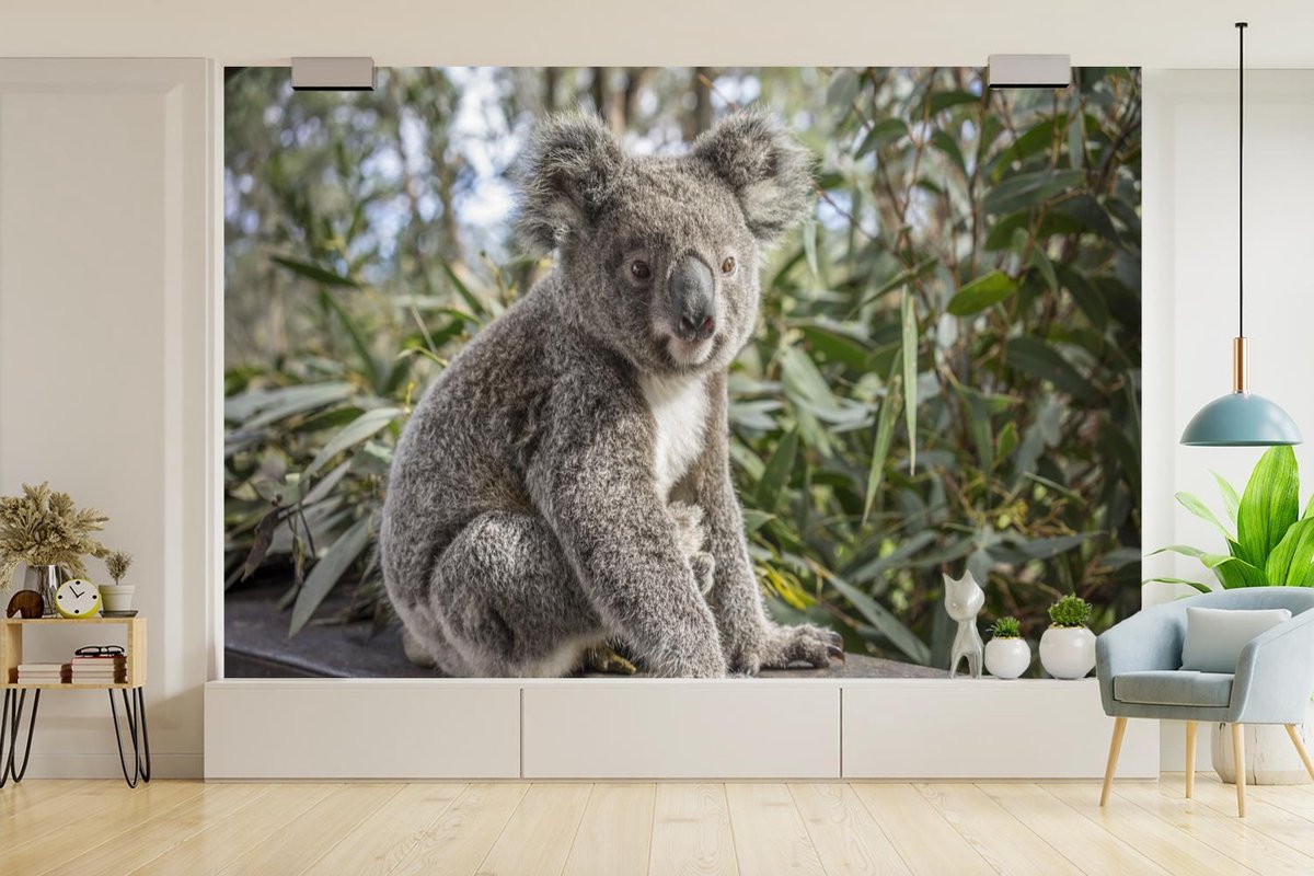 Papier peint - Papier peint photo Koala - Arbre - Dormir - Largeur 420 cm x  hauteur 280 cm