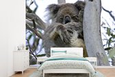 Behang - Fotobehang Koala - Boom -Dier - Breedte 360 cm x hoogte 260 cm