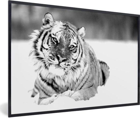 Fotolijst incl. Poster - Tijger - Sneeuw - Zwart - Wit - 30x20 cm - Posterlijst