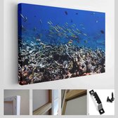 Zeevissen met koralen in zee, onderwaterlandschap met zeeleven, onderwaterfotografie - Modern Art Canvas - Horizontaal - 1949083183