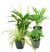 ZynesFlora - Luchtzuiverende Mix - Kamerplant in pot - Ø 12-13 cm - Hoogte: 30-40 cm - Spathiphyllum - Areca lutescens - Chlorophytum - Coffea Arabica - Sier Pot Antraciet