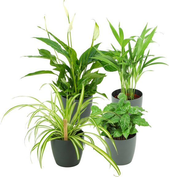 ZynesFlora - Luchtzuiverende Mix - Kamerplant in pot - Ø 12-13 cm - ↕ Hoogte: 30-40 cm – Spathiphyllum - Areca lutescens – Chlorophytum - Coffea Arabica – Sier P