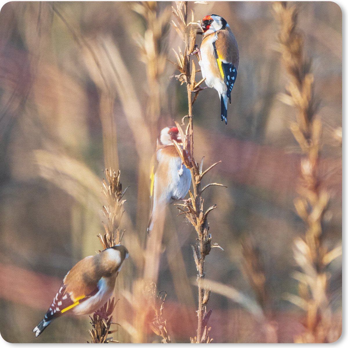 Muismat 20x20 cm - Mousepad Vogels - Takken - Bos - Muismatten
