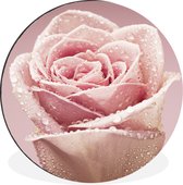 WallCircle - Cercle mural - Cercle mural - Premières gouttes de rosée sur une rose rose - Aluminium - Dibond - 120x120 cm - Intérieur et extérieur XXL