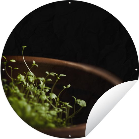 Tuincirkel Geplante tijm planten in een pot van aardwerk - 120x120 cm - Ronde Tuinposter - Buiten XXL / Groot formaat!