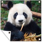 Tuinposters Panda - Bamboe - Natuur - 50x50 cm - Tuindoek - Buitenposter