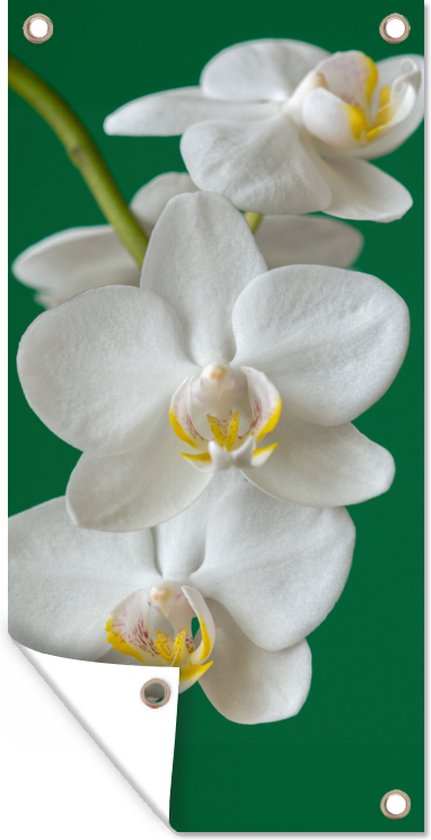 Affiche clôture Orchidée fond vert - 100x200 cm - Toile de jardin
