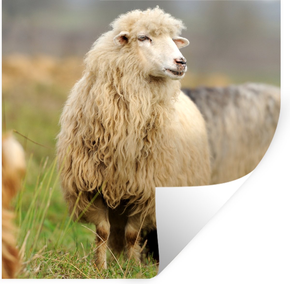 Muurstickers - Sticker Folie - Schaap - Wol - Gras - 120x120 cm - Plakfolie - Muurstickers