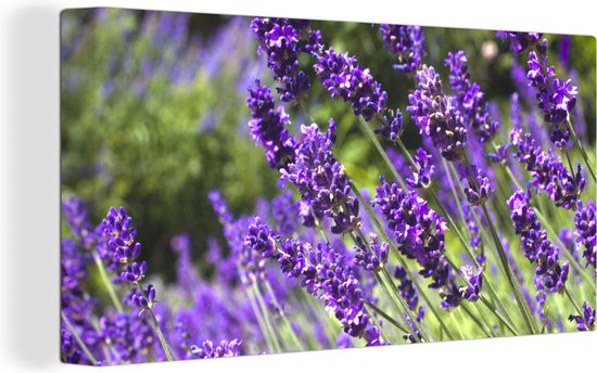 Tableau sur toile Lavande mauve vif dans la nature - 160x80 cm - Décoration murale Art
