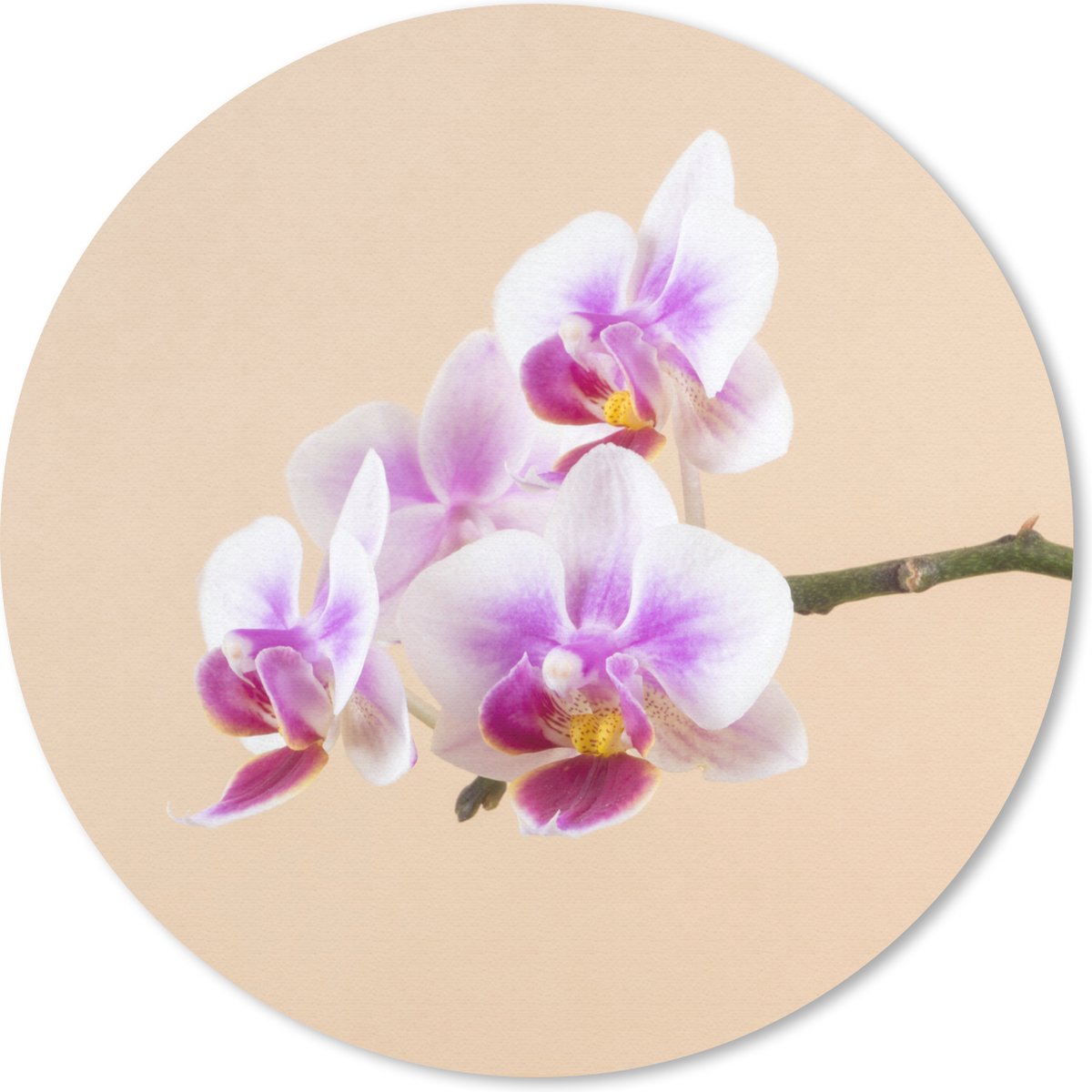 Muismat rond 30x30 cm - Mousepad Witte en roze orchidee - Ronde muismatten