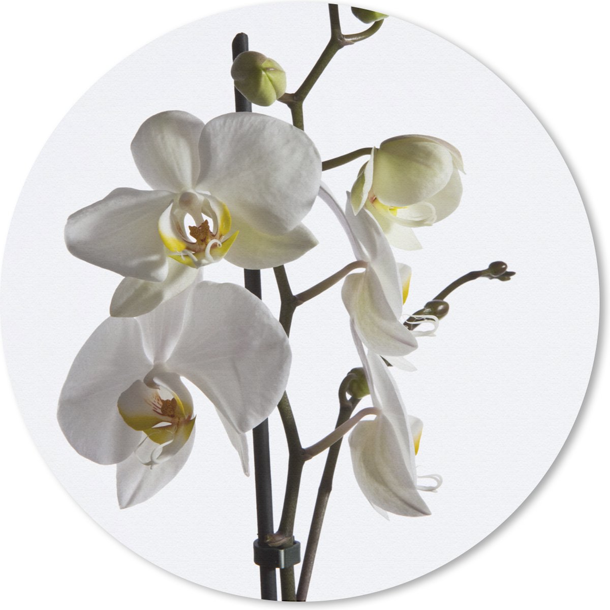 Muismat rond 30x30 cm - Mousepad Witte mot orchidee - Ronde muismatten