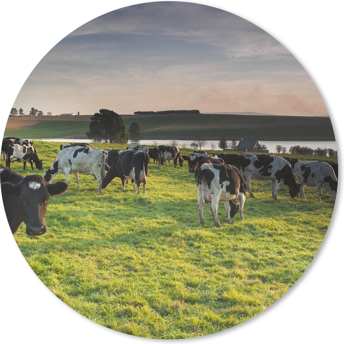 Muismat rond 30x30 cm - Mousepad Koe - Gras - Zonsondergang - Ronde muismatten