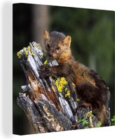 Toile Peinture Martre - Arbre - Forêt - 50x50 cm - Décoration murale