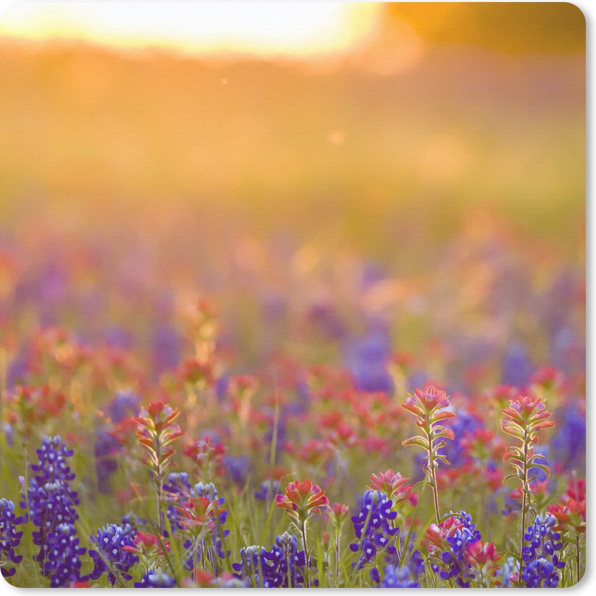 Muismat 20x20 cm - Mousepad Bloemen - Goud - Zon - Muismatten