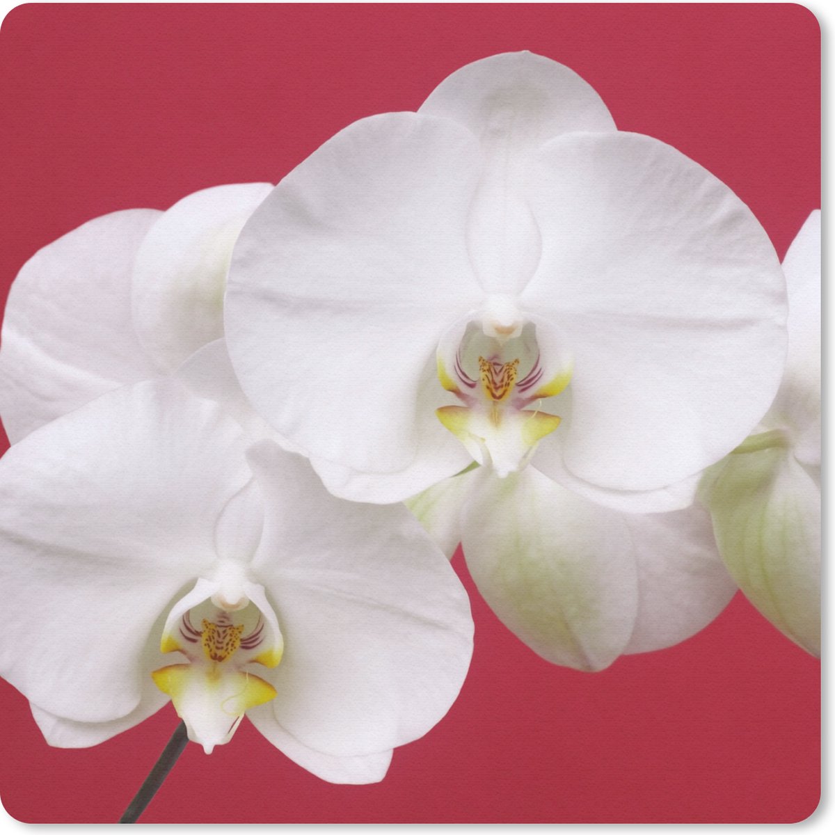 Muismat 30x30 cm - Mousepad Witte orchidee op rood - Muismatten