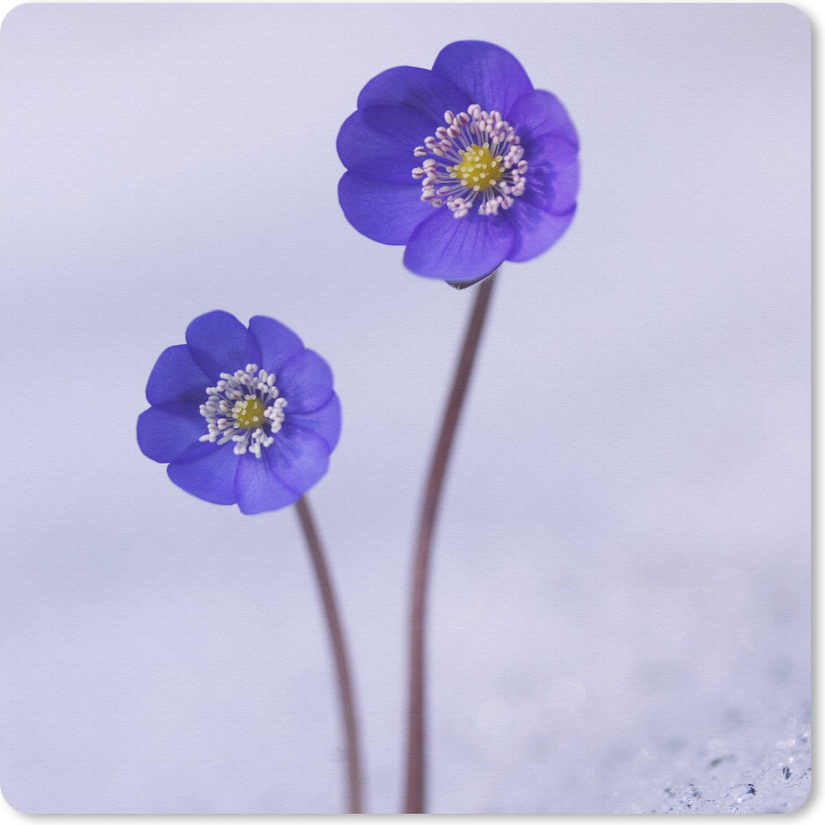 Muismat 20x20 cm - Mousepad Bloemen - Sneeuw - Paars - Muismatten