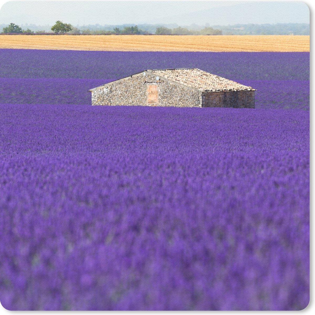 Muismat 30x30 cm - Mousepad Groot lavendelveld met een klein huisje in het midden - Muismatten