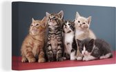 Canvas Schilderij Kittens - Blauw - Roze - Meisjes - Kinderen - Jongens - Kind - 40x20 cm - Wanddecoratie