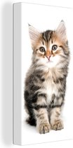 Canvas Schilderij Kitten - Wit - Neus - Meisjes - Kinderen - Jongens - Kids - 20x40 cm - Wanddecoratie