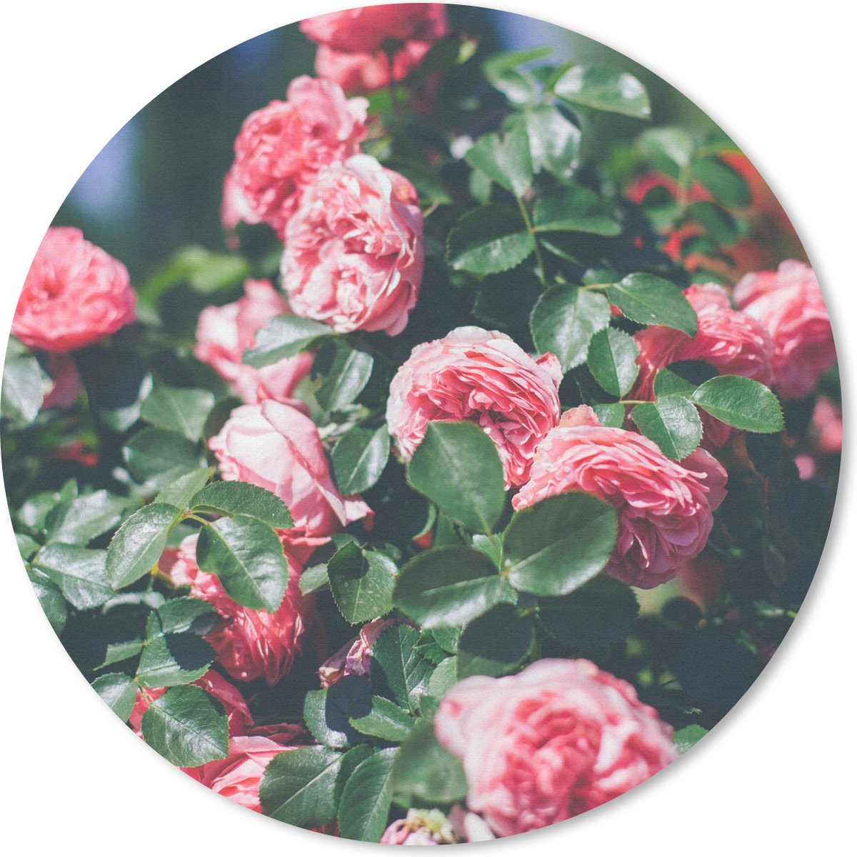Muismat rond 40x40 cm - Mousepad Mooie roze roos in zomertuin - Ronde muismatten